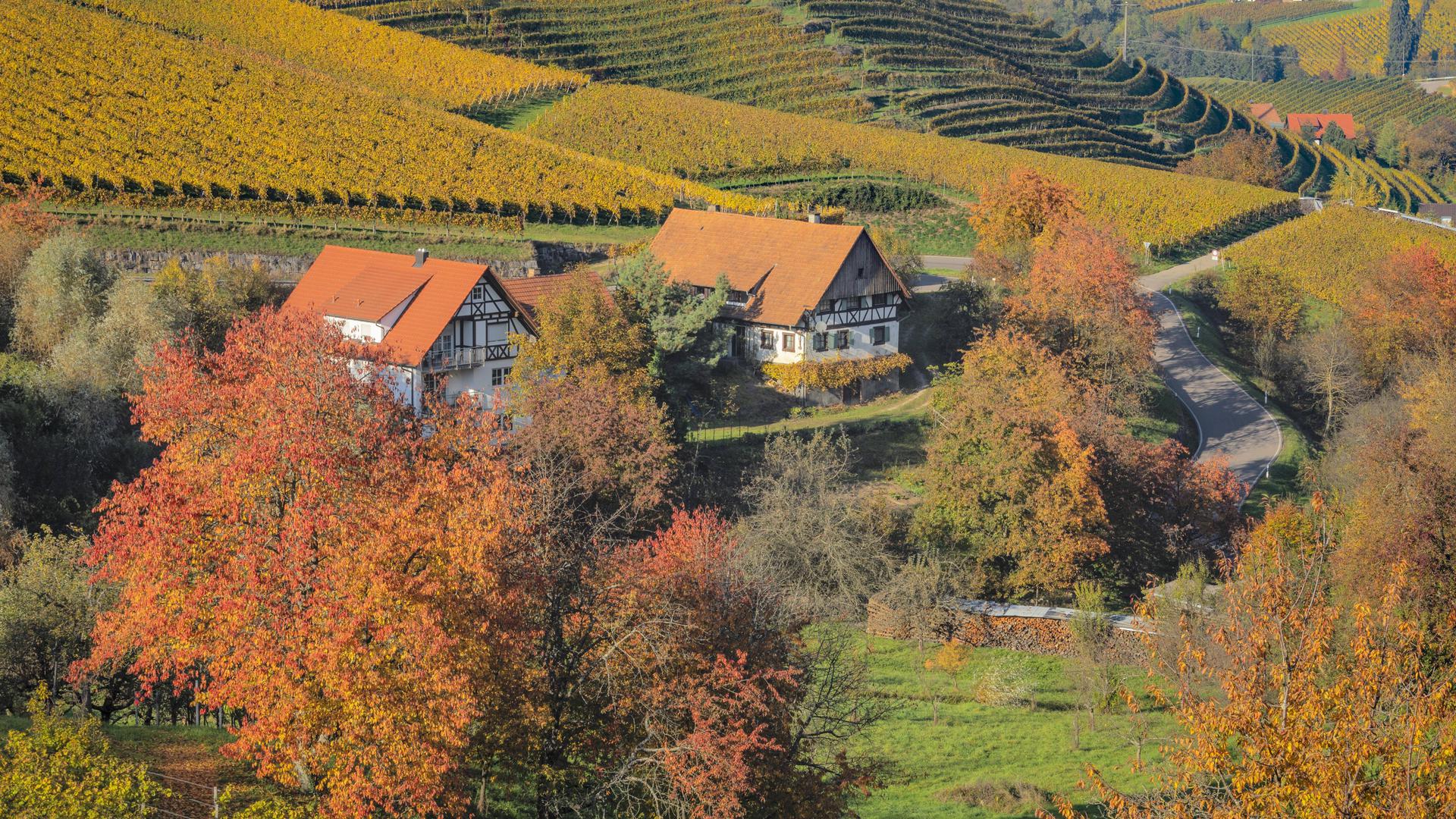 Blick über Weinberge nach Sasbachwalden im Herbst.