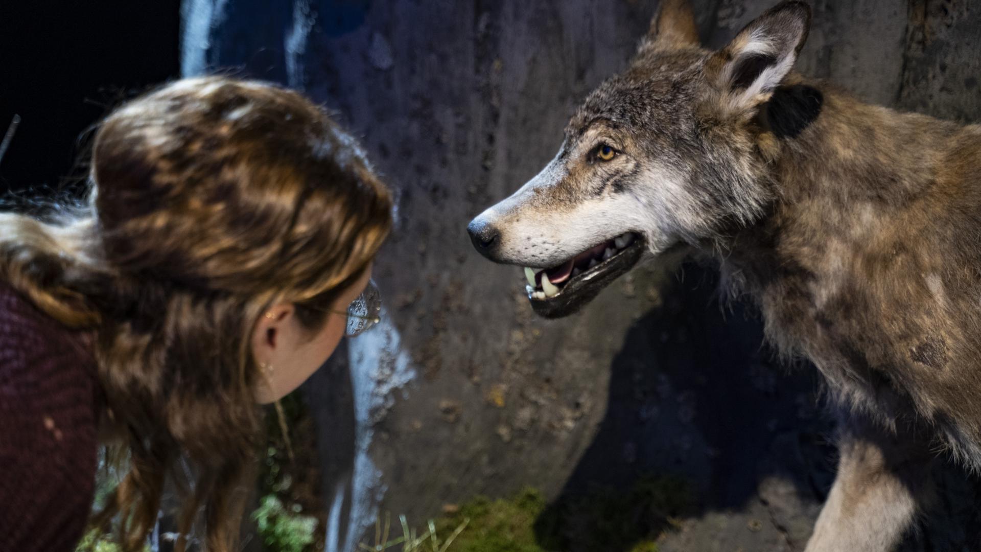 Frau steht im Nationalparkzentrum Schwarzwald vor einem ausgestopften Wolf
