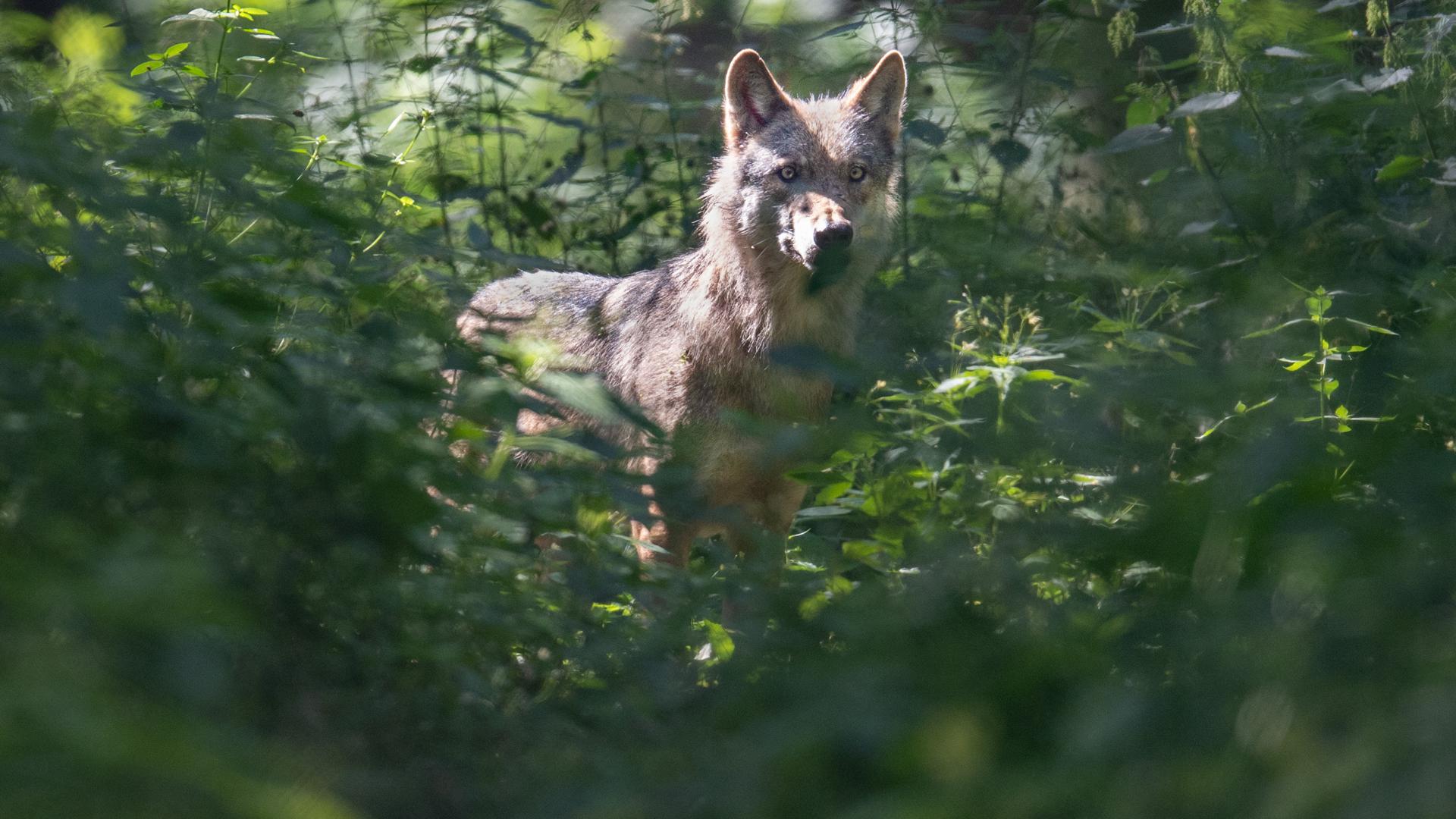 Ein Wolf läuft durch sein Gehege in der Fasanerie. Erstmals seit der Rückkehr des Wolfes nach Hessen ist wieder Wolfsnachwuchs nachgewiesen worden. Ein Wolfspaar (nicht im Bild) im Rheingau-Taunus-Kreis hat Welpen bekommen, wie das Hessische Landesamt für Naturschutz, Umwelt und Geologie (HLNUG) am 26.07.2021 mitteilte. +++ dpa-Bildfunk +++