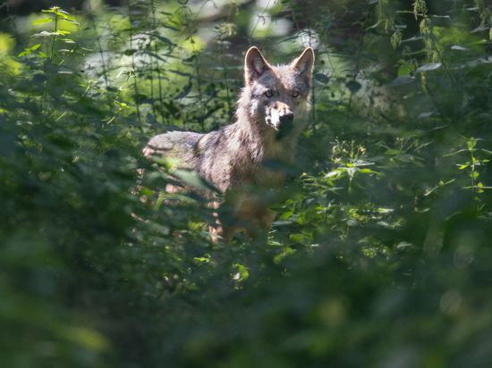Ein Wolf läuft durch sein Gehege in der Fasanerie. Erstmals seit der Rückkehr des Wolfes nach Hessen ist wieder Wolfsnachwuchs nachgewiesen worden. Ein Wolfspaar (nicht im Bild) im Rheingau-Taunus-Kreis hat Welpen bekommen, wie das Hessische Landesamt für Naturschutz, Umwelt und Geologie (HLNUG) am 26.07.2021 mitteilte. +++ dpa-Bildfunk +++