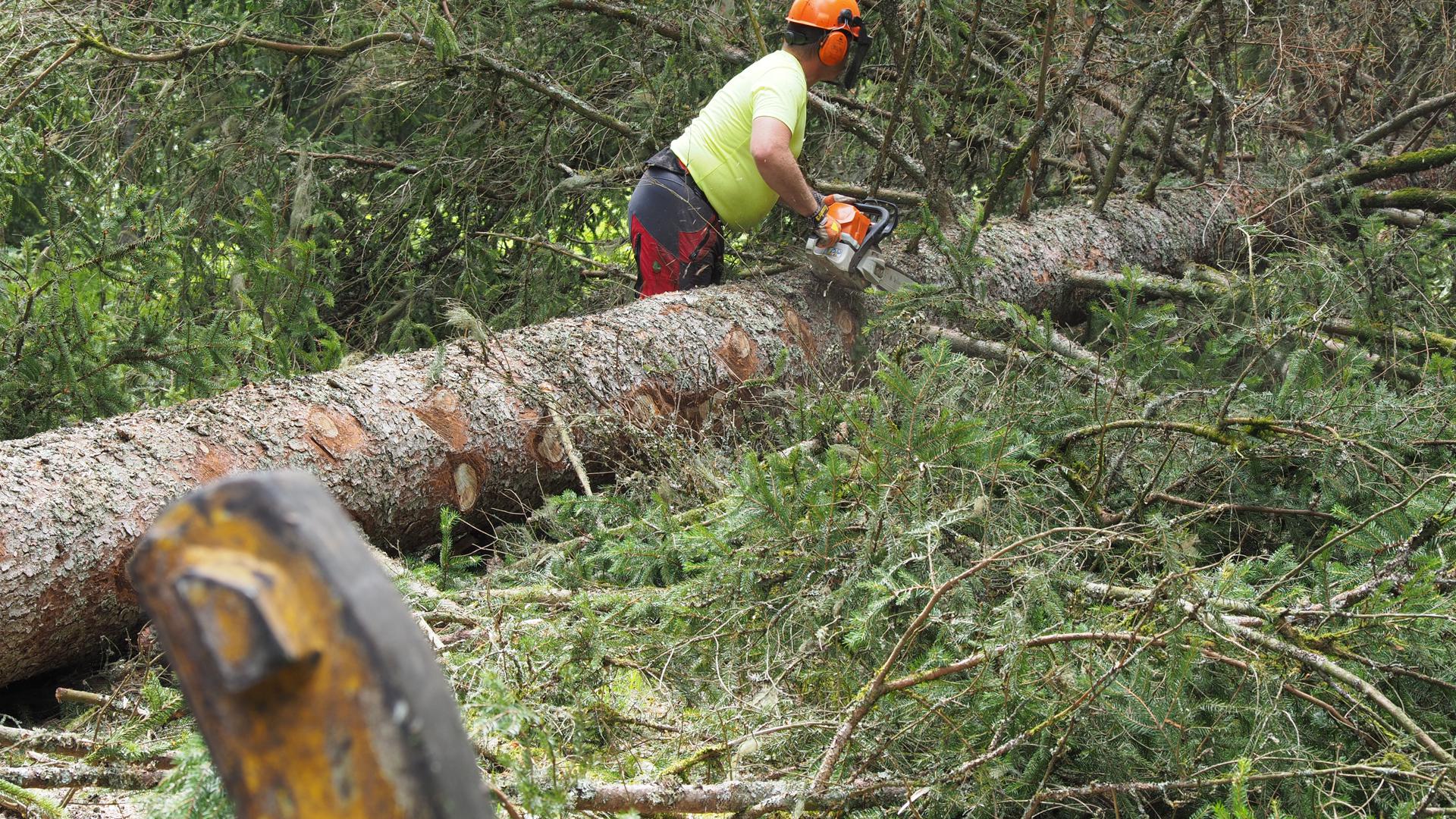 Waldarbeiter mit Kettensäge am gefällten Baum