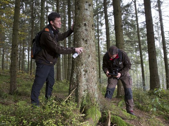 Zwei Männer untersuchen einen Baumstamm