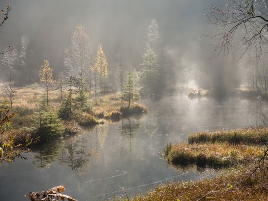Herbststimmung am Buhlbachsee im Nationalpark Schwarzwald - Nebel über dem Wasser und gefärbte Bäume.