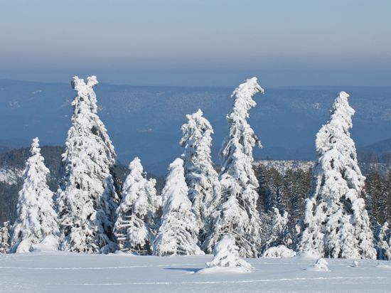 Blick von der Hornisgrinde im Nordschwarzwald über verschneite Tannen ins Tal
