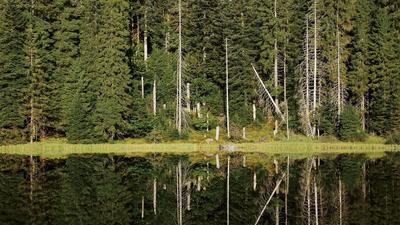 Blick auf den Wilden See im Nationalpark Schwarzwald. In der Wasseroberfläche spiegeln sich Bäume. 