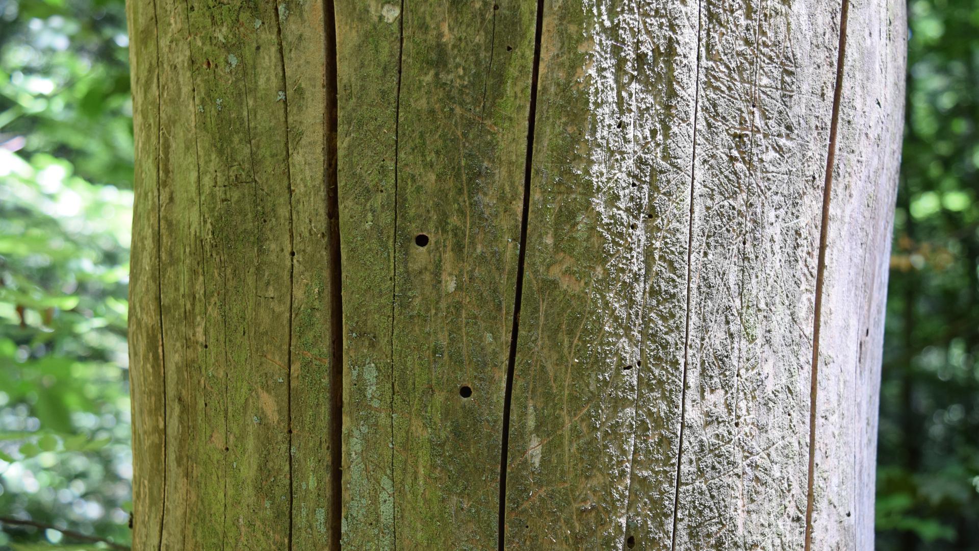 Totholz mit Käferbohrlöchern, die vermutlich von Wildbienen genutzt werden