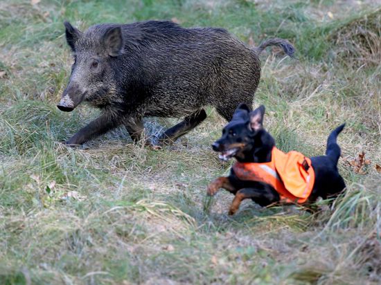 Ein Jagdhund attackiert ein Wildschwein. Training in einem Schwarzwildgatter. 