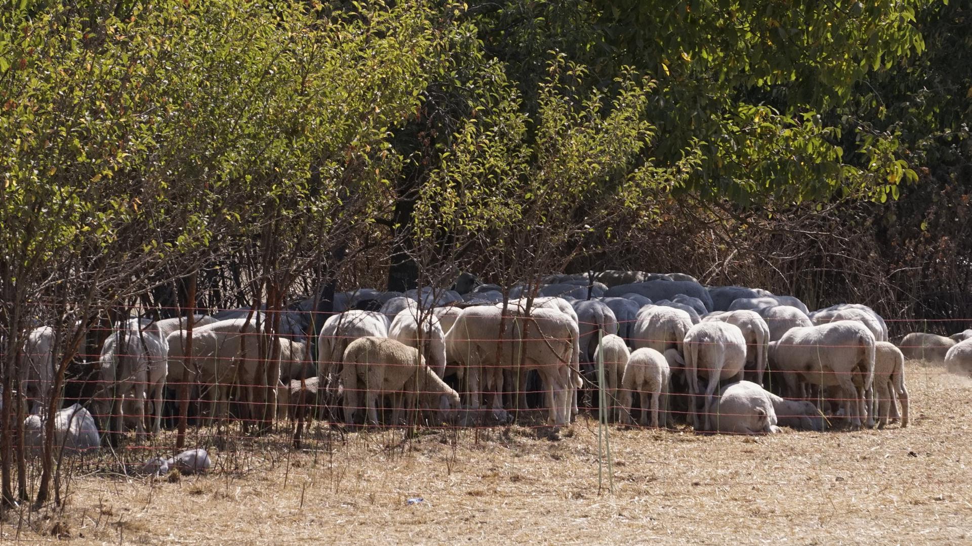      Karge Bedingungen: Die Polizei untersucht, ob der Schäfer bei der Bietigheimer Herde gegen das Tierschutzgesetz verstoßen hat.  Foto: Frank Vetter                