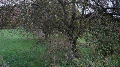 Ein verwachsener Apfelbaum, umgeben von Gestrüpp: Die Lebensdauer von Obstbäumen verkürzt sich ohne richtige Pflege. 