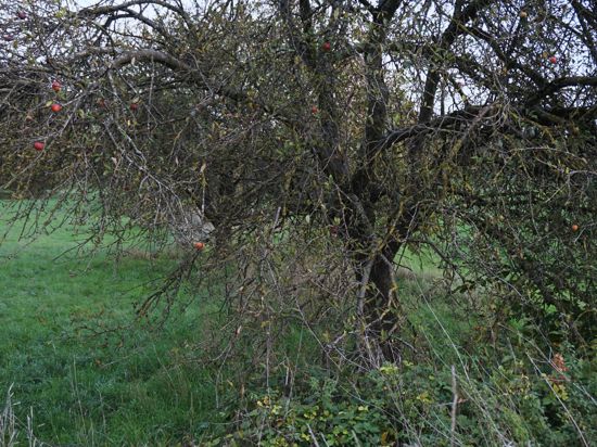 Ein verwachsener Apfelbaum, umgeben von Gestrüpp: Die Lebensdauer von Obstbäumen verkürzt sich ohne richtige Pflege. 