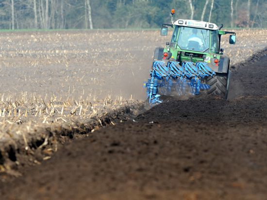 Ein Bauer mit Traktor zieht seinen großen blauen Pflug durch die bereits gedüngte Erde auf einem Feld