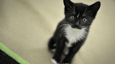 Katzen zuhauf: Dem Rastatter Tierheim würde eine Schutzverordnung helfen.  