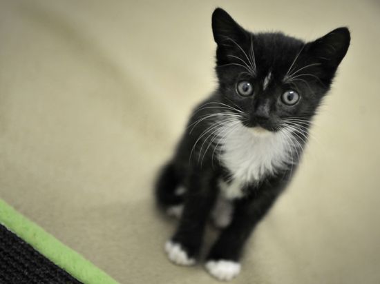 Katzen zuhauf: Dem Rastatter Tierheim würde eine Schutzverordnung helfen.  