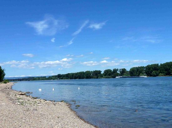 Im Vordergrund sieht man den Rhein unter blauem Himmel. Drei Schwäne schwimmen an Ufernähe und im Hintergrund ist ein Binnenschiff zu sehen. 
