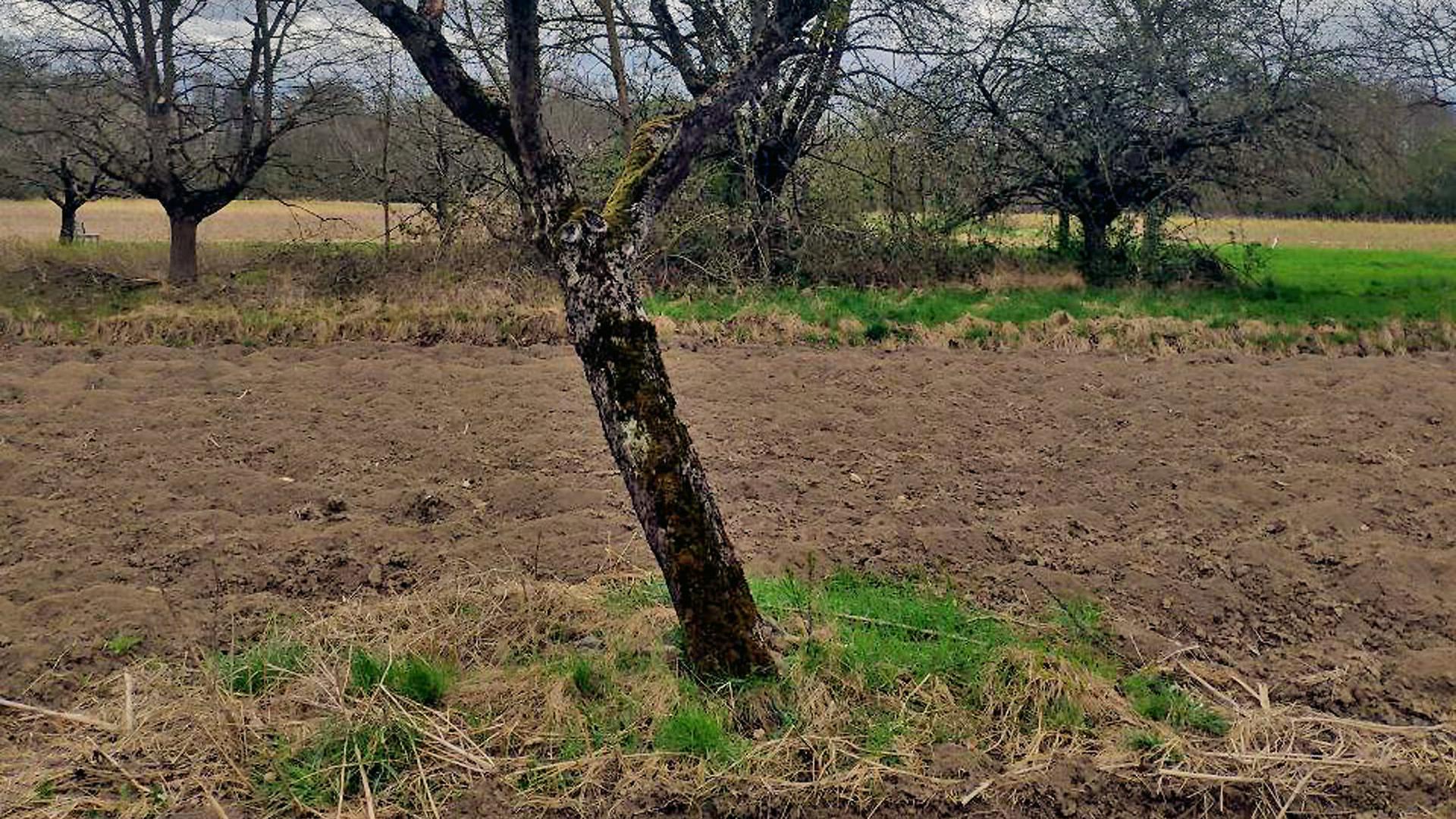 Auch beim Drum-Herum-Pflügen entstehen Schäden: Laut Nabu sind die Feldbäume oft schutzlos den Landwirten ausgeliefert. „So kann kein Feldbaum weiterexistieren, zumal die Sommer immer trockener werden“, sagt Karl-Ludwig Matt.