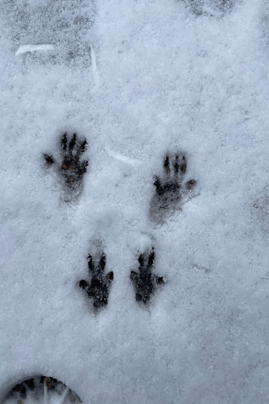 Eichhörnchenspur im Schnee 
