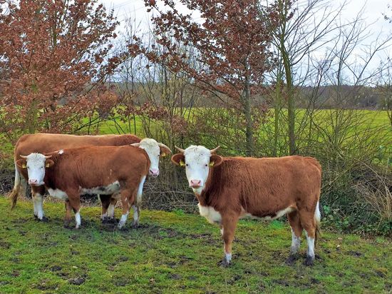Untersuchte Proben von Rinderleber aus dem vergangenen Jahr überschreiten die neuen EU-weit gültigen PFAS-Grenzwerte.