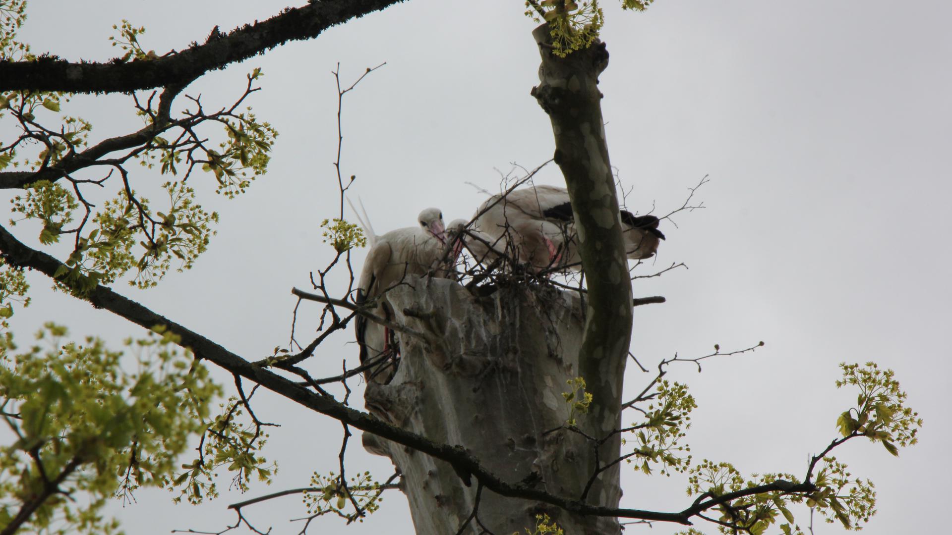 Die Störche in Rastatt bauen ihr neues Nest 