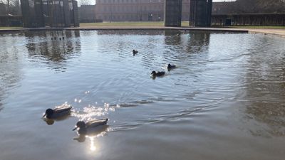 Enten schwimmen auf einem Teich, im Hintergrund ist ein Schloss zu sehen