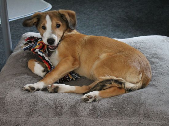 Hellbrauner Unterstützer: Einstein ist einer von zwei Therapiehunden der Fachstelle Sucht Rastatt-Baden-Baden.