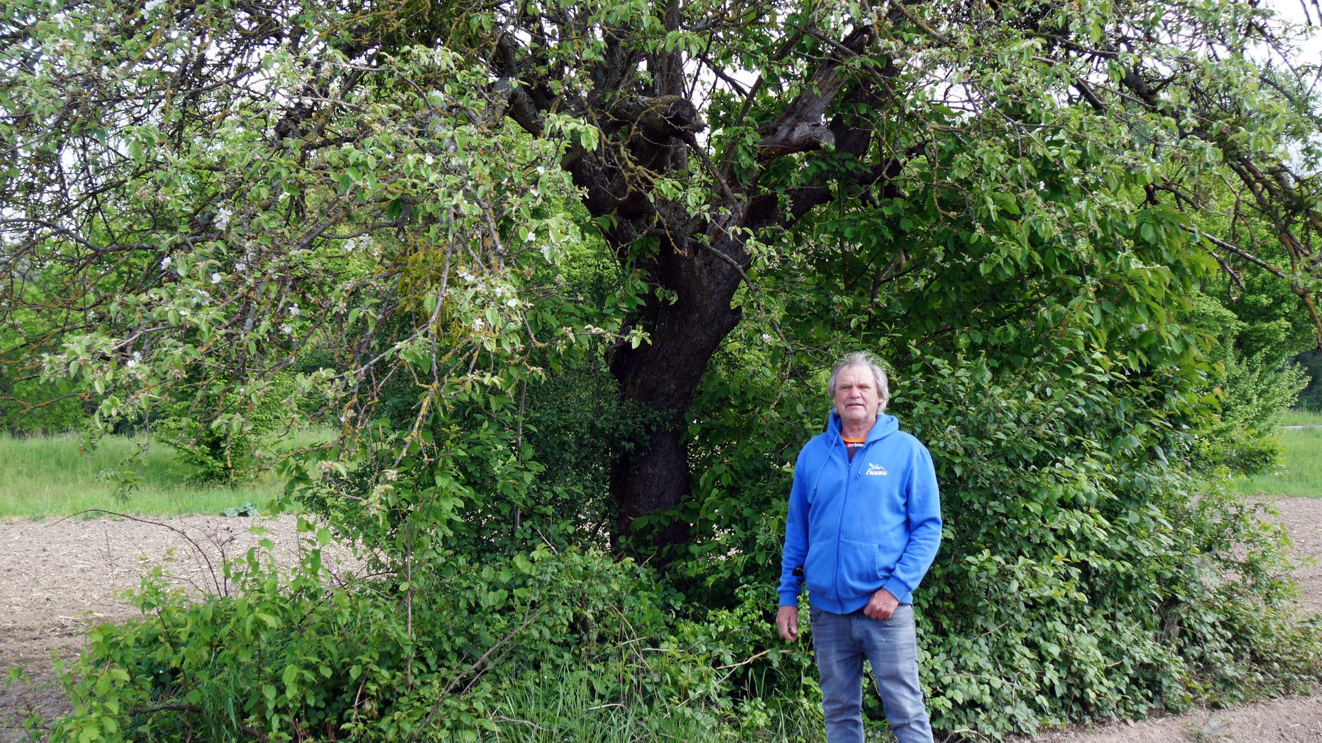 Ersatz in gleicher Größe: Darauf pocht der Rastatter Nabu-Chef Karl-Ludwig Matt. Hier steht er vor einem Apfelbaum, der dem in Februar im „Vogel- und Insektennährgehölze“ gefällten Baum sehr ähnlich sieht.