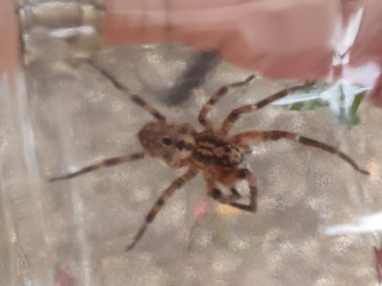 Eine Spinne in einem Glas.