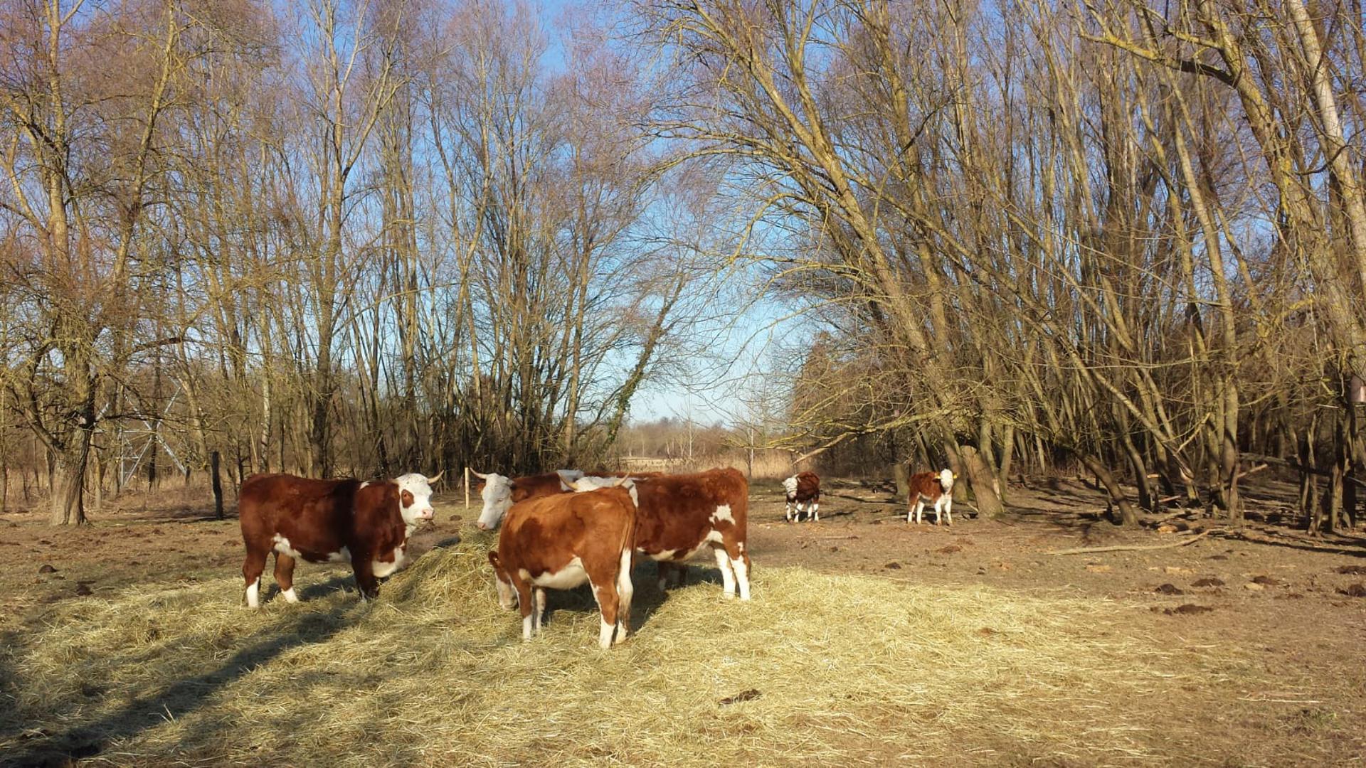 Rinder auf einer Wiese, im Hintergrund Geäst der Bäume.