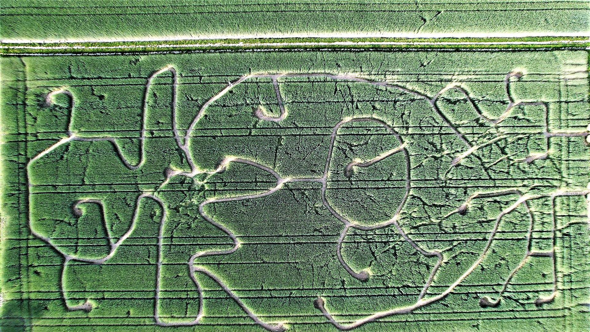 Ein Luftbild zeigt die Wege in einem Roggen-Labyrinth des Erdbeerlands Enderle in Durmersheim.