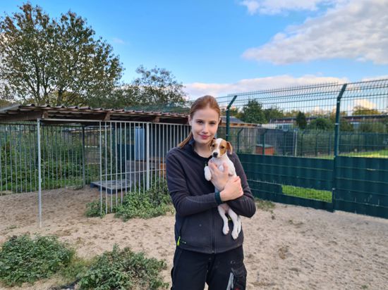 Hundenachwuchs im Rastatter Tierheim: Saskia Joeres, die zusammen mit Silke Vierboom die Einrichtung leitet, kümmert sich um Hundewelpen. Davon gab es 2020 mehr als gewöhnlich. 