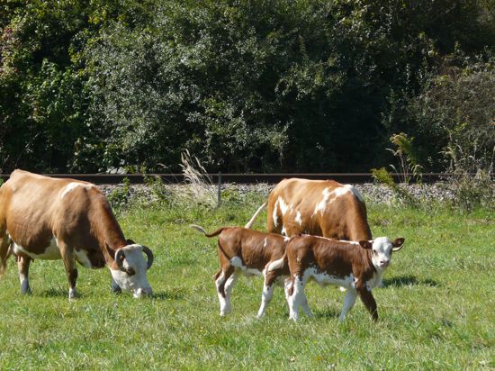 Rinder auf der Weide