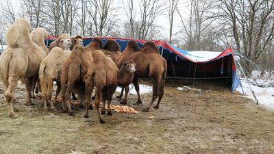 Noch ist das Zelt der sibirischen Kamele nicht wieder ganz aufgebaut, das durch die Schneelast zusammengebrochen ist. 