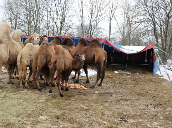 Noch ist das Zelt der sibirischen Kamele nicht wieder ganz aufgebaut, das durch die Schneelast zusammengebrochen ist. 