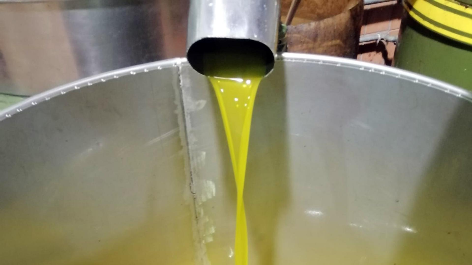Flüssiges Gold aus Kalabrien: Auf ihrem Landgut bei Scala Coeli (Himmelsleiter) produziert die Familie Iemboli Bio-Olivenöl.