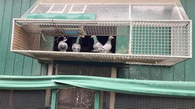 Tauben im Käfig 