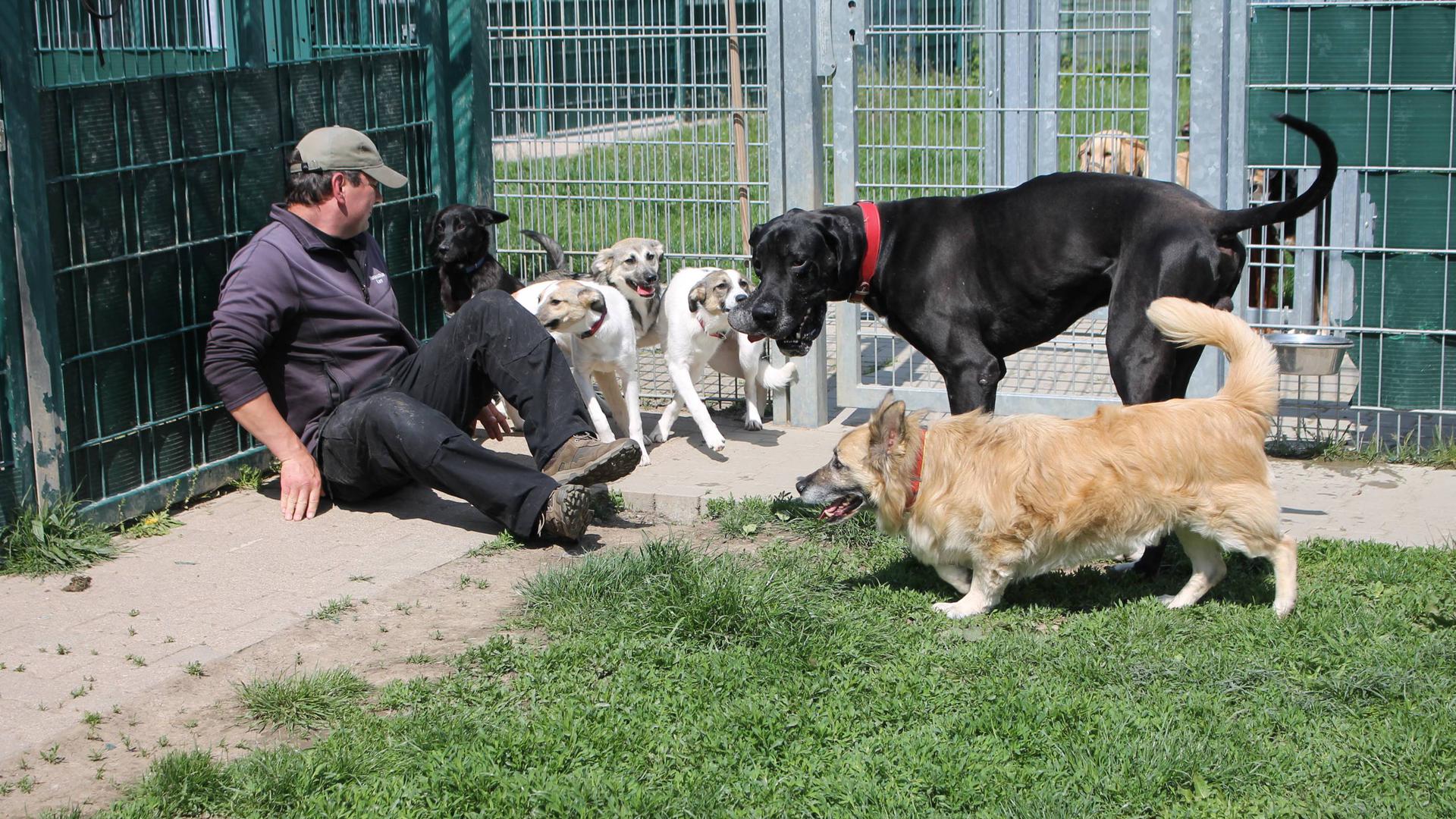 Spielerisches Lernen: Im Rastatter Tierheim werden die Hunde regelmäßig trainiert. Somit steigen die Chancen, dass sie schnell an neue Besitzer vermittelt werden können.