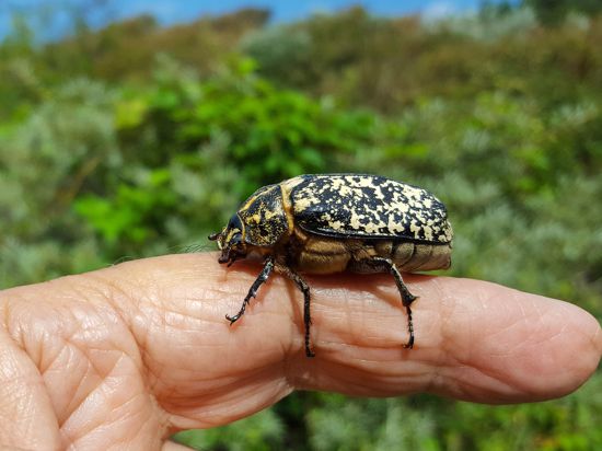 Female of beetle Polyphylla fullo on finger