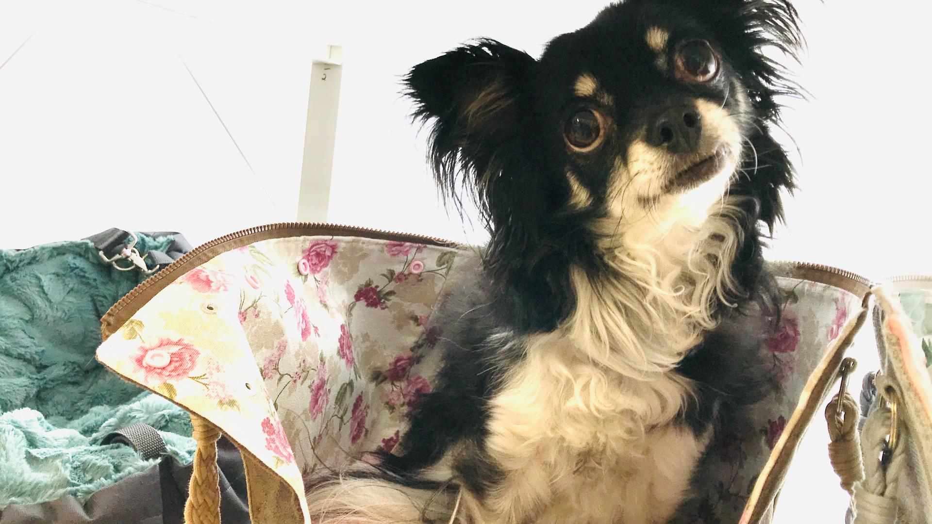 Hund im Korb: die zierliche Chihuahua-Hündin Lili.