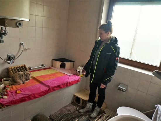 Vier flauschige Kaninchen bewohnen derzeit noch das ehemalige Badezimmer. Tierheimleiterin Silke Vierboom erklärt, wie es mit der Spende des Internet-Stars in eine Katzen-Krankenstation umgebaut werden soll.