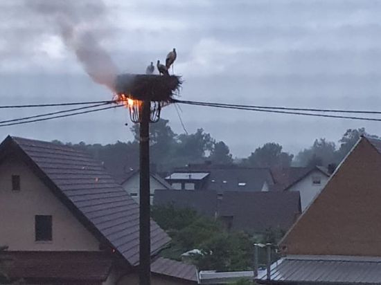 brennendes Storchennest auf Stromleitung