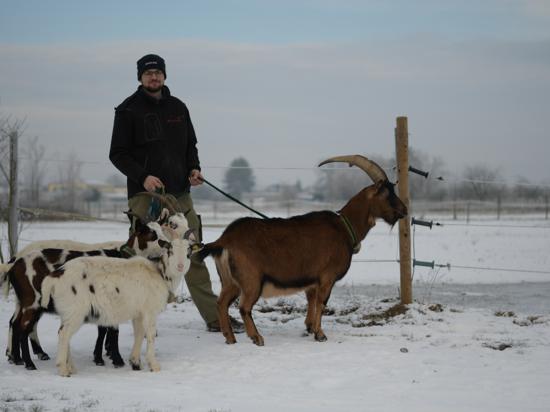 Ein Landwirt geht mit seinen Ziegen an der Leine spazieren