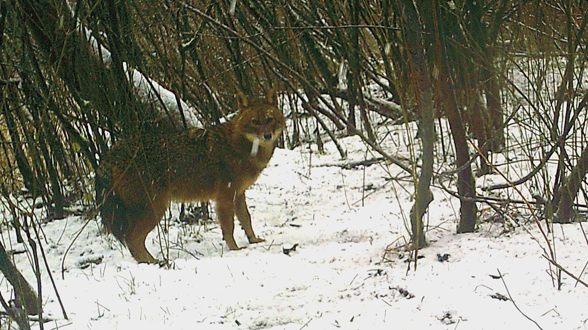 Ein Goldschakal steht in einem verschneiten Waldstück bei Rastatt, fotografiert von einer automatischen Fotofalle.