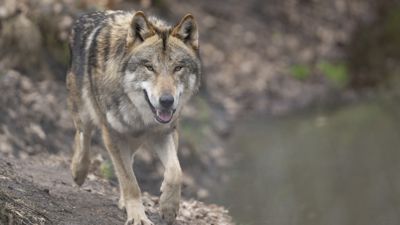 Ein Wolf läuft durch sein Gehege im Tierpark. In freier Wildbahn nimmt die Zahl der Wölfe deutschlandweit kontinuierlich zu. Das Wolfszentrum Hessen lädt zu einer Informationsveranstaltung für Herdentierhalter zum Thema Herdenschutz vor dem Wolf. +++ dpa-Bildfunk +++