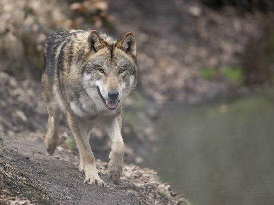 Ein Wolf läuft durch sein Gehege im Tierpark. In freier Wildbahn nimmt die Zahl der Wölfe deutschlandweit kontinuierlich zu. Das Wolfszentrum Hessen lädt zu einer Informationsveranstaltung für Herdentierhalter zum Thema Herdenschutz vor dem Wolf. +++ dpa-Bildfunk +++