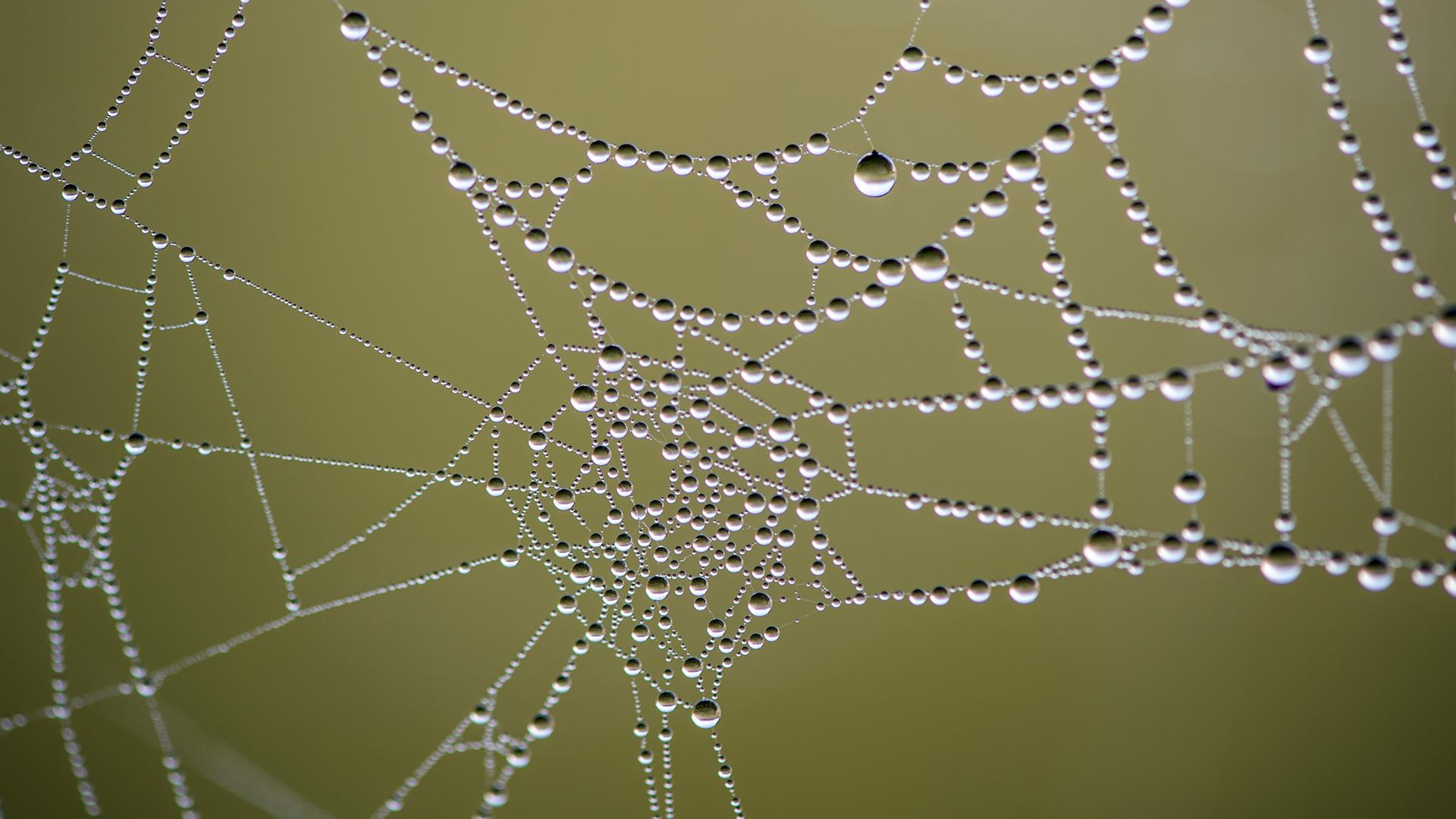 Morgentau hat sich in einem Spinnennetz gesammelt.