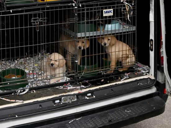 Mehrere Hundwelpen in Käfigen in einem Transporter
