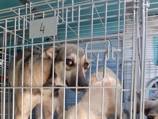 Die Karlsruher Polizei hat den Transporter gestoppt: Teilweise waren die Hunde zu zweit in den Boxen untergebracht, die ohnehin zu klein waren. 