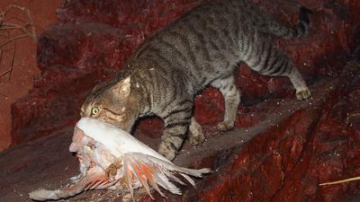 HANDOUT - Eine verwilderte Katze in Australien hat einen Vogel erbeutet.(zu dpa "Überhaupt nicht süß - Katzen in Australien gefährden heimische Arten") +++ dpa-Bildfunk +++