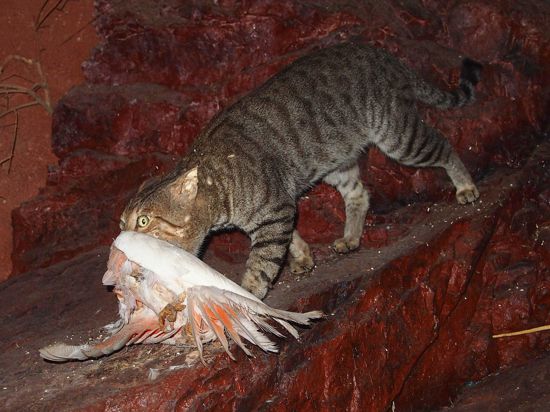 HANDOUT - Eine verwilderte Katze in Australien hat einen Vogel erbeutet.(zu dpa "Überhaupt nicht süß - Katzen in Australien gefährden heimische Arten") +++ dpa-Bildfunk +++