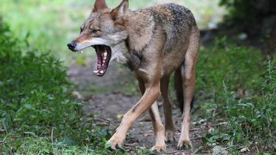 Raubtier auf dem Vormarsch: Laut einer Umfrage im Auftrag des NABU begrüßen 77 Prozent der Befragten, dass Wölfe hierzulande wieder leben.
