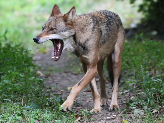 Raubtier auf dem Vormarsch: Laut einer Umfrage im Auftrag des NABU begrüßen 77 Prozent der Befragten, dass Wölfe hierzulande wieder leben.